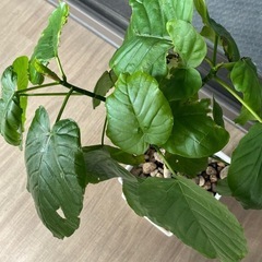 観葉植物　ウンベラータ　高さ70cmほどの画像