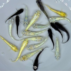 お取引中【現物】　めだか　20匹　ラメ系　ワイドフィン系　ヒレ長系　メダカ　ミックス　int/1   針子抜け稚魚〜幼魚サイズの画像