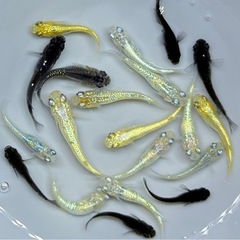 お取引中【現物】　めだか　20匹　ラメ系　ワイドフィン系　ヒレ長系　メダカ　ミックス　int/1   針子抜け稚魚〜幼魚サイズの画像