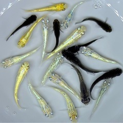 お取引中【現物】　めだか　20匹　ラメ系　ワイドフィン系　ヒレ長系　メダカ　ミックス　int/1   針子抜け稚魚〜幼魚サイズの画像
