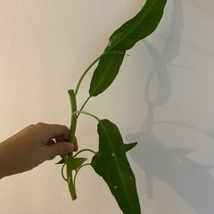 空芯菜　野菜　苗の画像