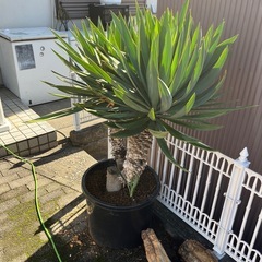 ユッカの画像