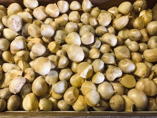 ご相談中　ジャンボニンニク