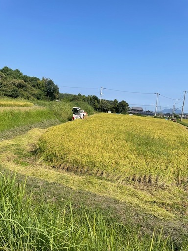 令和７年コシヒカリ玄米３０キロ　残り
わずか減農薬 