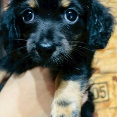 チワックス🐶🐶