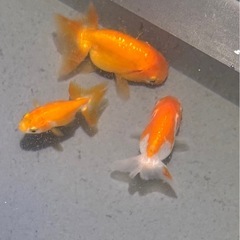 らんちゅう　当歳　6匹の画像