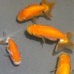 らんちゅう　当歳　6匹の画像