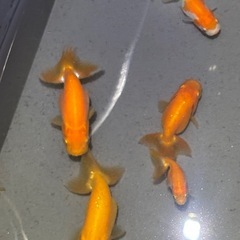 らんちゅう　当歳　6匹の画像