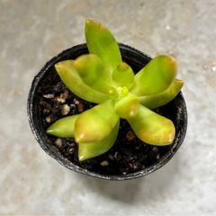 ③多肉植物　カット苗　無料の画像