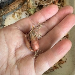 わけぎ、球根の画像