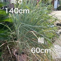 早くお引き取り可能な方へお譲りします！愛知県稲沢市の画像