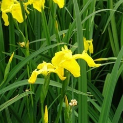 黄菖蒲（きしょうぶ）の画像