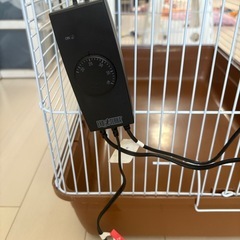 ハリネズミ　飼育セットの画像