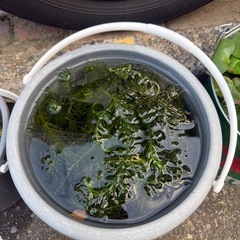 みずくさ水草の画像