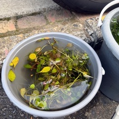 みずくさ水草の画像