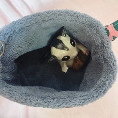 モモンガポーチ 1~3匹 小動物用 入口スッキリ 寝袋 クリスマス サンタ マイクロファイバーの画像