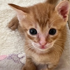 離乳食中の姉妹子猫♡