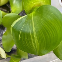 水草 ホテイアオイ 班入り メダカの画像
