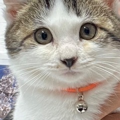とっても甘えん坊な雑種のマロンです。