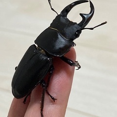 タカラヒラタクワガタとオオクワガタの画像