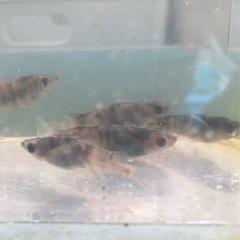 和墨メダカ-10匹の画像