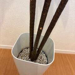 【お取り引き決定ずみ済み】フェイクグリーン の画像