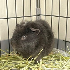 テディモルモット