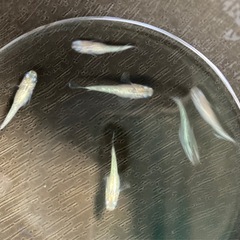 サボテンショートメダカ-6匹の画像