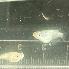 サボテンショートメダカ-6匹の画像