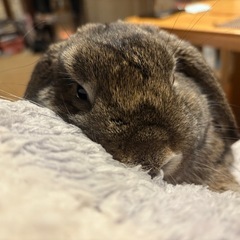 大至急)うさぎ