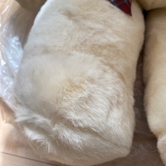 くまのぬいぐるみの画像