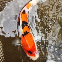 池整理の為錦鯉譲ります。詳しくは問い合わせ下さい。の画像