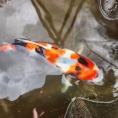 池整理の為錦鯉譲ります。詳しくは問い合わせ下さい。の画像