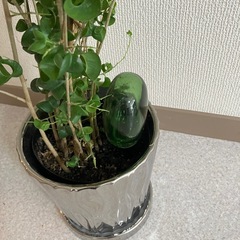 引き取り先決まりました。ありがとうございます。観葉植物　　セレクトショップ購入　自動給水付の画像