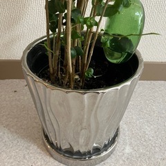 引き取り先決まりました。ありがとうございます。観葉植物　　セレクトショップ購入　自動給水付の画像