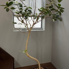 観葉植物　フランスゴムの木の画像