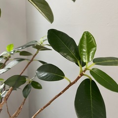 観葉植物　フランスゴムの木の画像