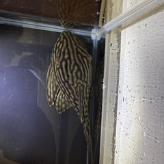 プレコワイルド個体20ｾﾝﾁ以上
　ハーフスポットロイヤルプレコの画像