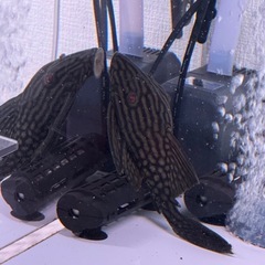 プレコワイルド個体20ｾﾝﾁ以上
　ハーフスポットロイヤルプレコの画像