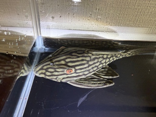 プレコワイルド個体20ｾﾝﾁ以上
　ハーフスポットロイヤルプレコ