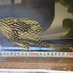 プレコワイルド個体20ｾﾝﾁ以上
　ハーフスポットロイヤルプレコの画像