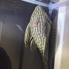 プレコワイルド個体20ｾﾝﾁ以上
　ハーフスポットロイヤルプレコの画像