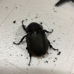 タイリクコーカサス　メス2匹の画像