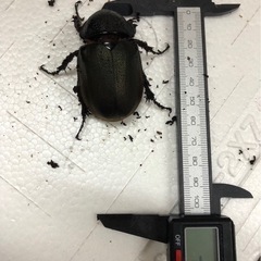 タイリクコーカサス　メス2匹の画像