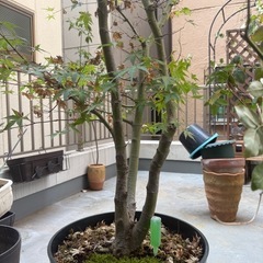 紅葉の植木の画像