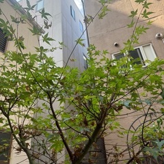 紅葉の植木の画像