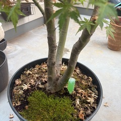 紅葉の植木の画像