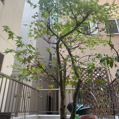 紅葉の植木の画像