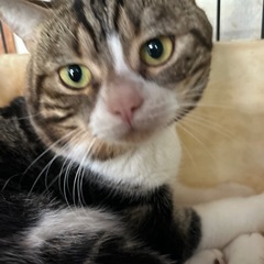 スコティッシュ男の子