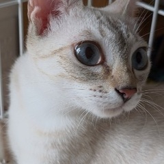 ブルーアイの美猫💙穏やかな性格の女の子です - 猫